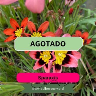 Bulbos de Sparaxis