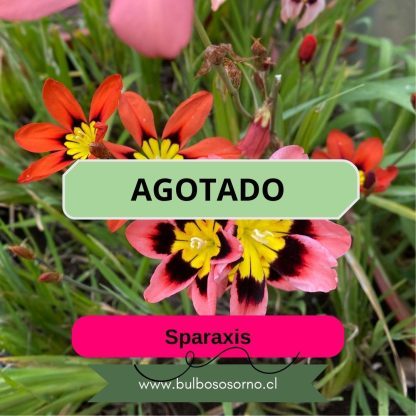 Bulbos de Sparaxis