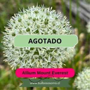 Bulbos de Allium Mount Everest