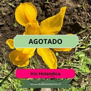 Bulbos de Iris Holandica AUTUMN PRINCESS