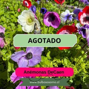 Pack Bulbos De Anemonas DeCaen