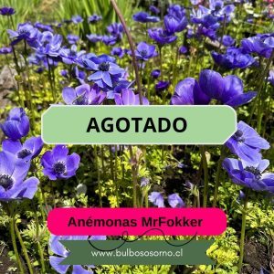 Pack Bulbos De Anemonas Azules