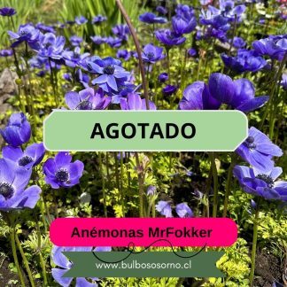 Bulbos De Anemonas Azules