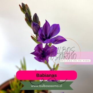Bulbos de Babianas