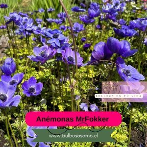 Pack Bulbos De Anemonas Azules