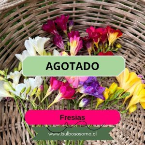 Pack Bulbos de Fresias