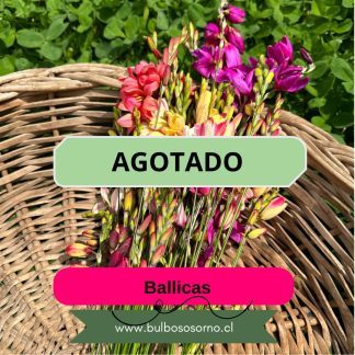 Bulbos de Ballicas - Ixias Surtidas