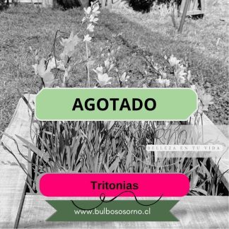 Bulbos de Tritonias