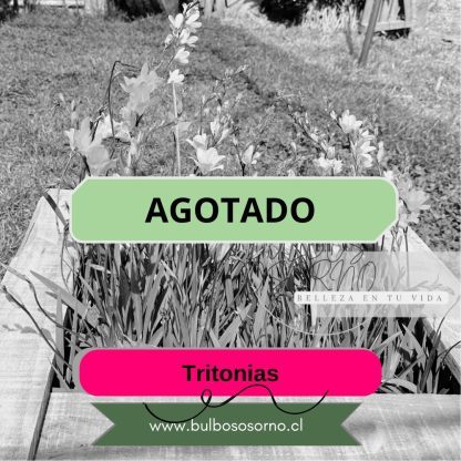 Bulbos de Tritonias