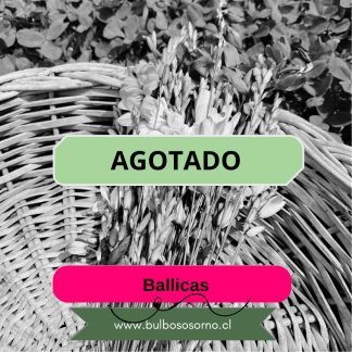 Bulbos de Ballicas - Ixias Surtidas