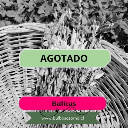 Bulbos de Ballicas - Ixias Surtidas