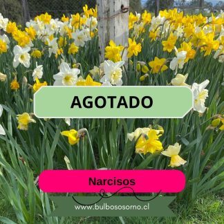 Bulbos de Narcisos Snow Paradise