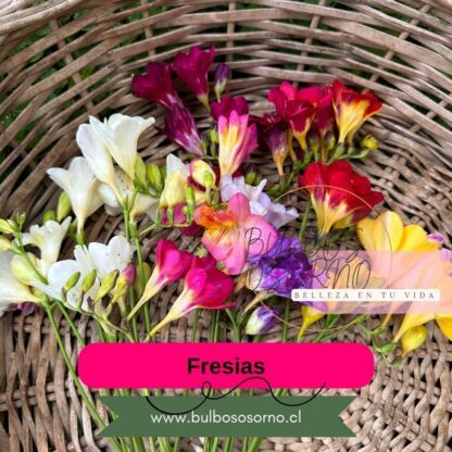 Bulbos de Fresias