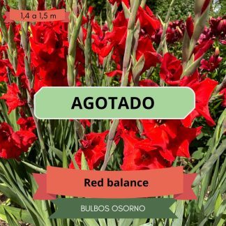 Cormos de Gladiolo Red Balance