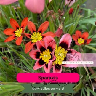 Bulbos de Sparaxis