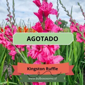 Cormos de Gladiolo Kingston Ruffle