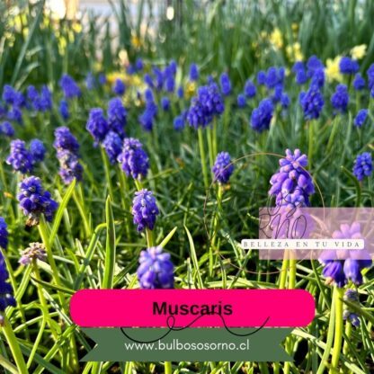 Bulbos de Muscaris Azul