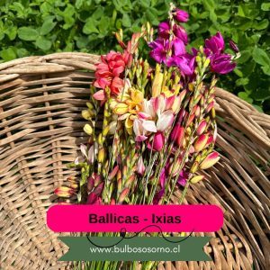 Pack Bulbos de Ballicas - Ixias Surtidas
