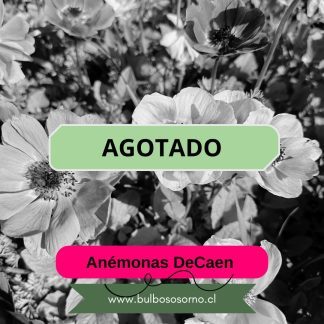 Bulbos De Anemonas DeCaen