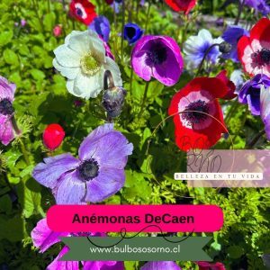 Pack Bulbos De Anemonas DeCaen