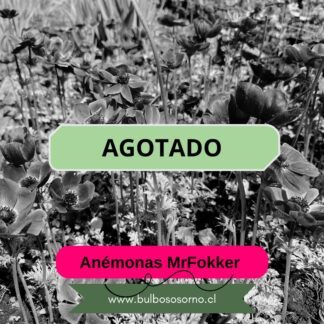 Bulbos De Anemonas Azules