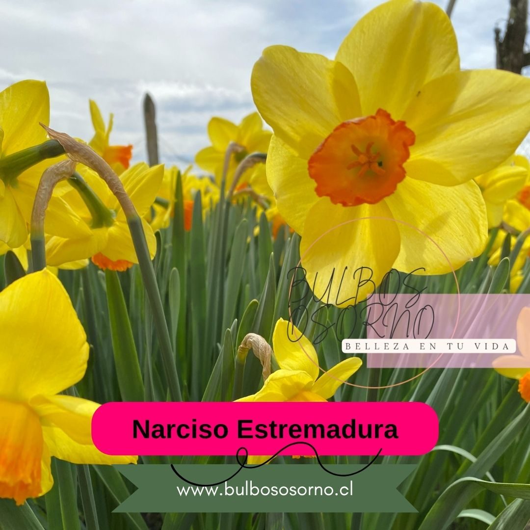 Bulbos de Narcisos Estremadura