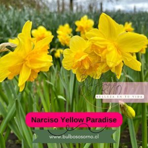 Bulbos de Narcisos Yellow Paradise