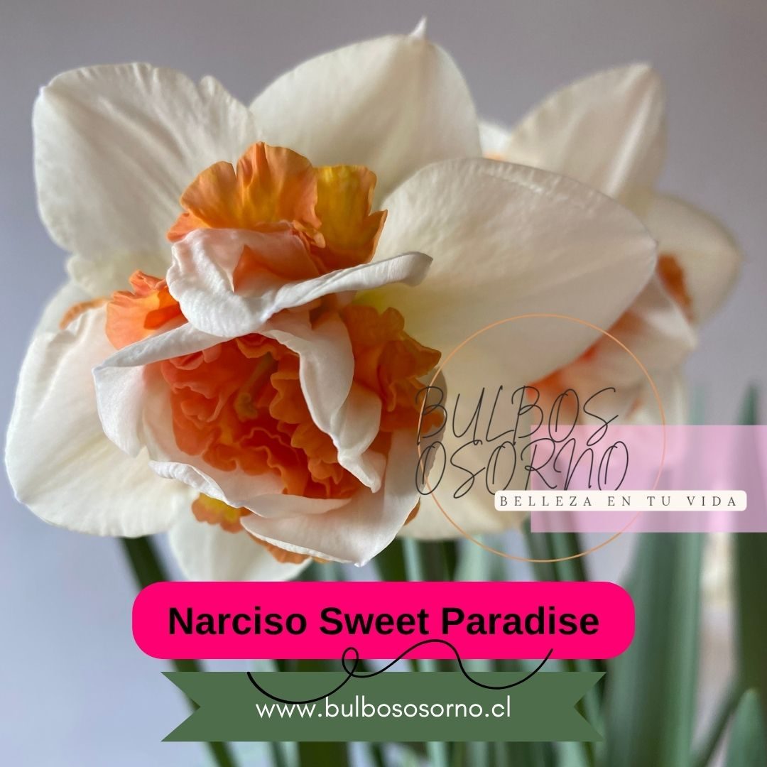 Bulbos de Narcisos Sweet Paradise