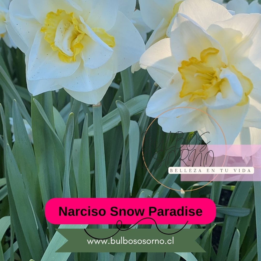Bulbos de Narcisos Snow Paradise