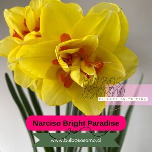 Bulbos de Narcisos Bright Paradise