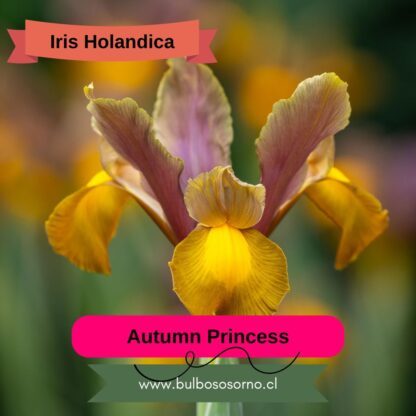 Bulbos de Iris Holandica - Imagen 3
