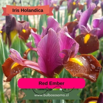 Bulbos de Iris Holandica - Imagen 2