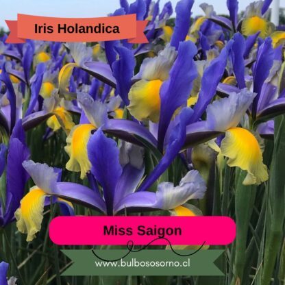 Bulbos de Iris Holandica - Imagen 6