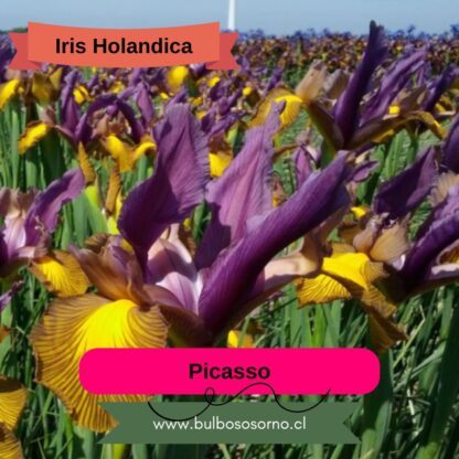 Bulbos de Iris Holandica - Imagen 5