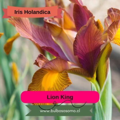 Bulbos de Iris Holandica