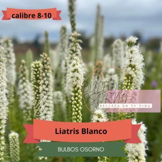 Bulbos de Liatris al detalle y por mayor