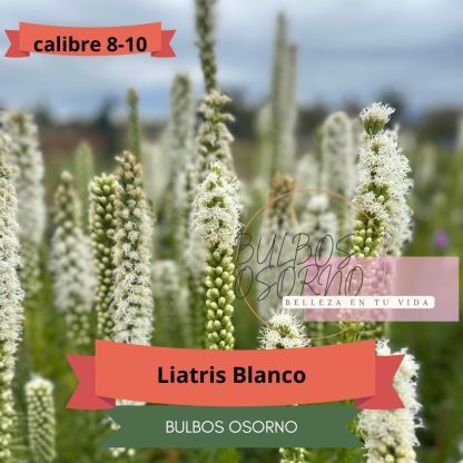 Bulbos de Liatris al detalle y por mayor