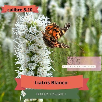 Bulbos de Liatris al detalle y por mayor - Imagen 3