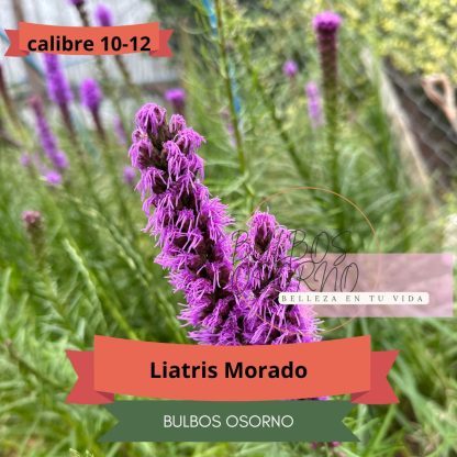 Bulbos de Liatris al detalle y por mayor - Imagen 2