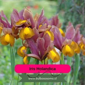Bulbos de Iris Holandica variedades