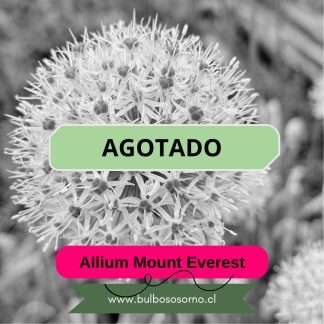 Bulbos de Allium Mount Everest