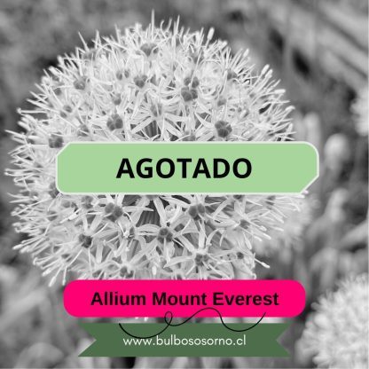 Bulbos de Allium Mount Everest
