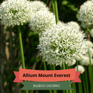Bulbos de Allium Mount Everest