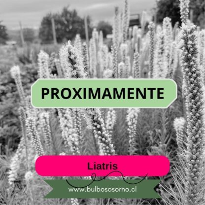 Bulbos de Liatris
