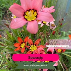 Pack 5 Bulbos de Sparaxis