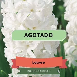 Bulbos de Jacintos Louvre