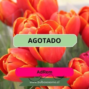 Bulbos de Tulipanes AdRem