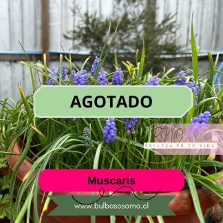Bulbos de Muscaris Azul