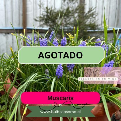 Bulbos de Muscaris Azul