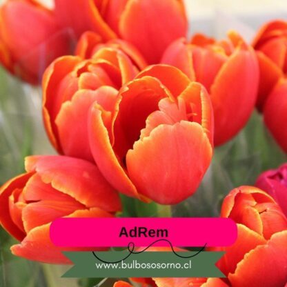 Bulbos de Tulipanes AdRem